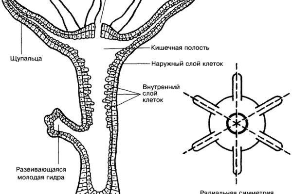 Кракен 20 at