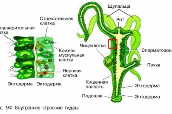 Кракен не работает тор